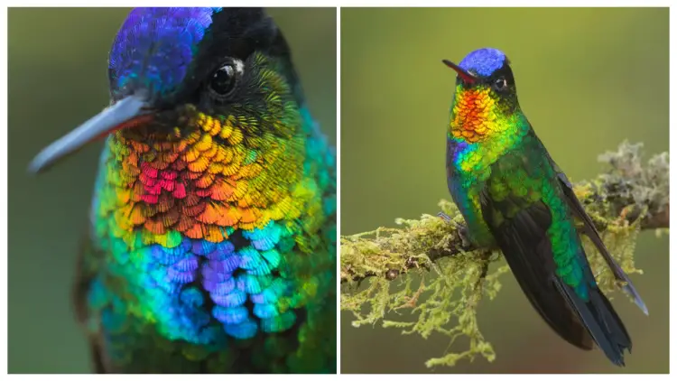 A Spectacular Close-Up View of a Fiery-Throated Hummingbird