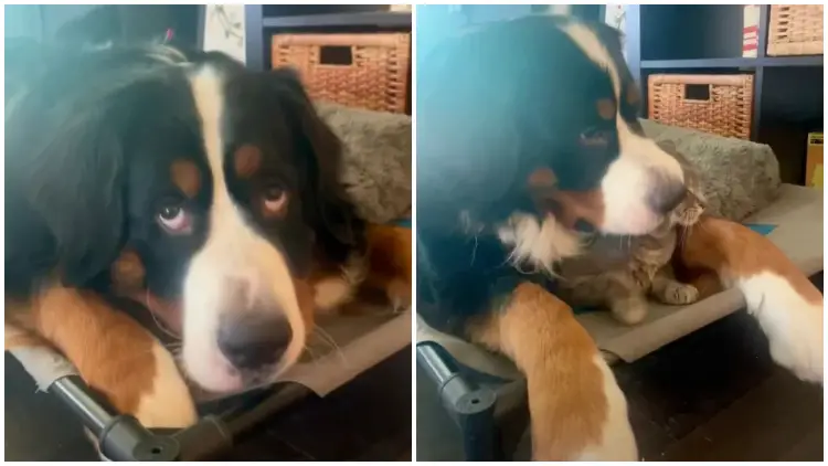 A Surprising Response: Woman Asks Her Dog About the Cat and Gets an Unexpected Answer