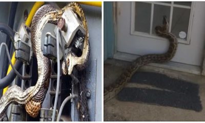 A Terrifying Adventure of Pythons Crawling into People's House