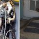 A Terrifying Adventure of Pythons Crawling into People's House