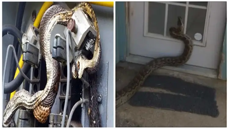A Terrifying Adventure of Pythons Crawling into People's House