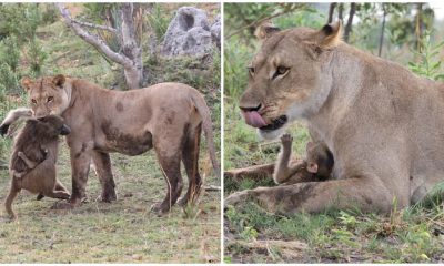 A Touching Moment: Lioness' Unexpected Response to a Baby Baboon Leaves Everyone Moved to Tears