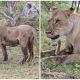 A Touching Moment: Lioness' Unexpected Response to a Baby Baboon Leaves Everyone Moved to Tears