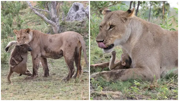 A Touching Moment: Lioness' Unexpected Response to a Baby Baboon Leaves Everyone Moved to Tears