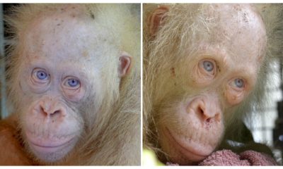 A Village Where an Extremely Rare Albino Orangutan Was Kept in a Cage Has Been Rescued