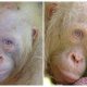 A Village Where an Extremely Rare Albino Orangutan Was Kept in a Cage Has Been Rescued