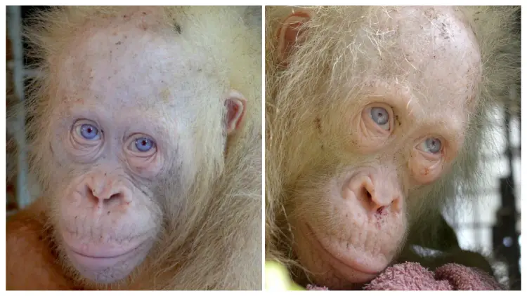 A Village Where an Extremely Rare Albino Orangutan Was Kept in a Cage Has Been Rescued