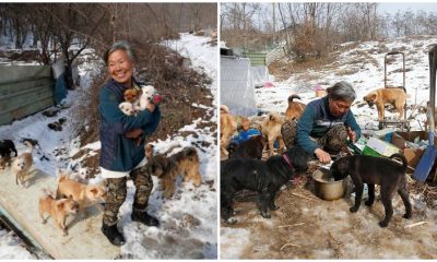 A Woman from South Korea Devotes Her Life to Rescuing and Caring for Over 200 Dogs