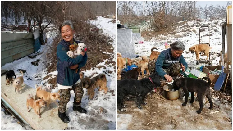 A Woman from South Korea Devotes Her Life to Rescuing and Caring for Over 200 Dogs