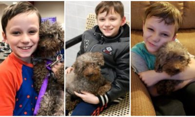 A Young Boy Adopts Oldest Dog From Shelter And Gives Him A Happy Family Till His Last Days