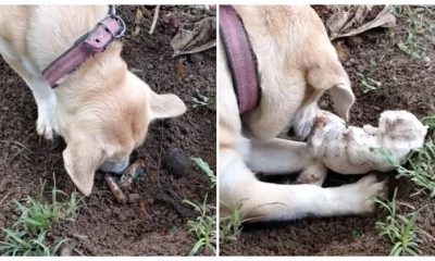 A mother dog's heartbreaking moment as she digs up her dead puppy, desperately trying to bring hiм back to life