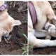 A mother dog's heartbreaking moment as she digs up her dead puppy, desperately trying to bring hiм back to life