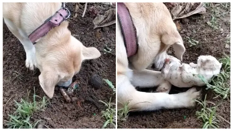 A mother dog's heartbreaking moment as she digs up her dead puppy, desperately trying to bring hiм back to life