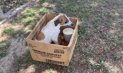 Abandoned Dog Was Found To Be Staying Put