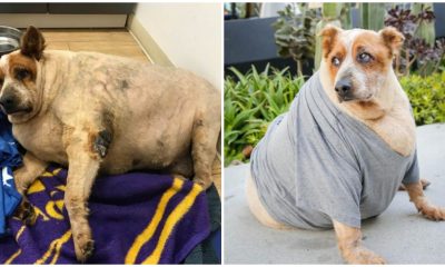 Abandoned Obese Dog Has a New and Fulfilling Life After Being Adopted by Actress Jane Lynch