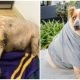 Abandoned Obese Dog Has a New and Fulfilling Life After Being Adopted by Actress Jane Lynch