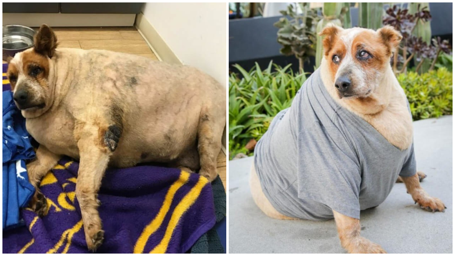 Abandoned Obese Dog Has a New and Fulfilling Life After Being Adopted by Actress Jane Lynch