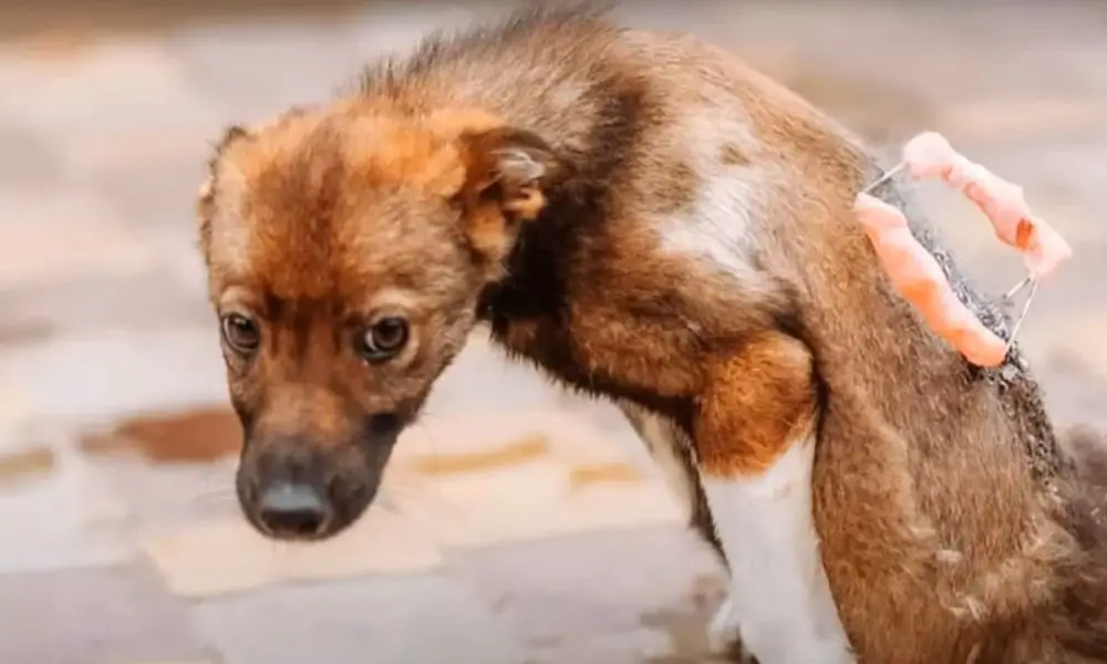 Abandoned Puppy Finds Hope and a New Lease on Life After Being Rescued