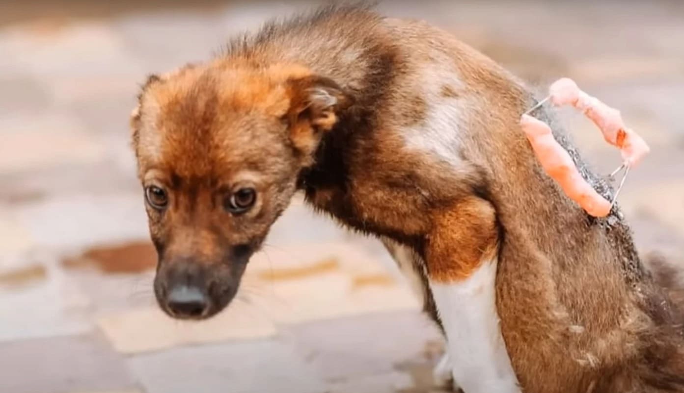 Abandoned Puppy Finds Hope and a New Lease on Life After Being Rescued