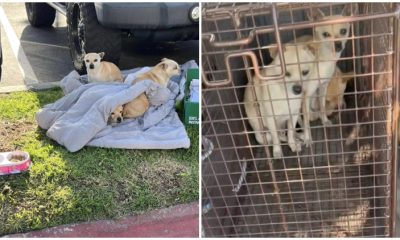 Abandoned with Just a Blanket, Dog Family Snuggles for Warmth on The Street