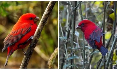 Admiring The Scarlet Finch, The Stunning Bird That Will Capture Your Gaze with Its Vibrant Riotous Red Plumage