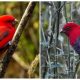 Admiring The Scarlet Finch, The Stunning Bird That Will Capture Your Gaze with Its Vibrant Riotous Red Plumage