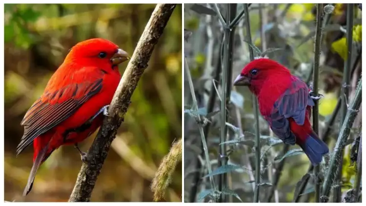 Admiring The Scarlet Finch, The Stunning Bird That Will Capture Your Gaze with Its Vibrant Riotous Red Plumage