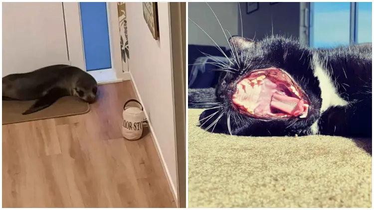 Adventurous Seal Challenges Cat for a Spot in Home, Snags Sofa for a Quick Lounge Session