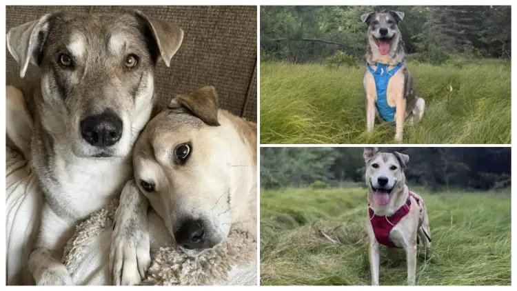 After 4 Years Apart, Sibling Puppies Are Unknowingly Reunited in Their Forever Home