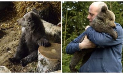 After Being Abandoned in the Forest, a Bear Cub Was Rescued, Fostered, and then Transferred to a Wildlife Zoo