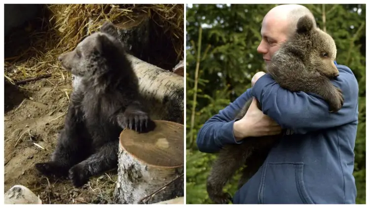 After Being Abandoned in the Forest, a Bear Cub Was Rescued, Fostered, and then Transferred to a Wildlife Zoo