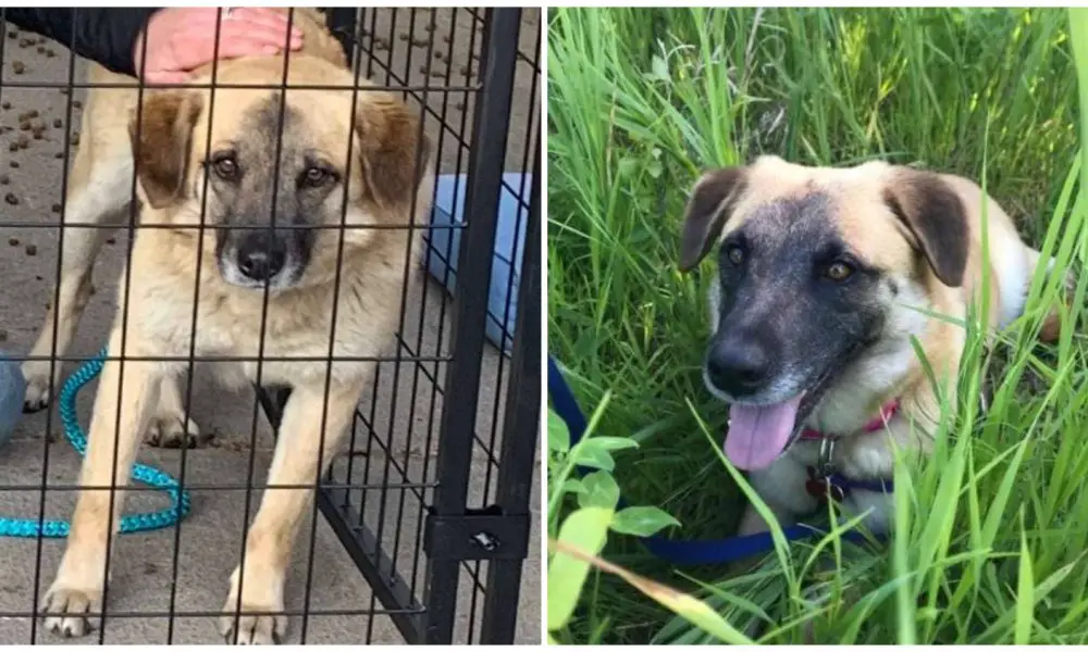 After Being Adopted, a Dog Walked 40 Miles to Reunite with Her Foster Mom