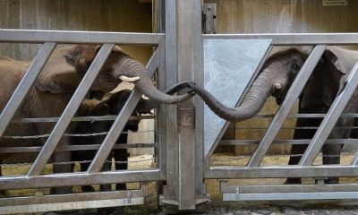 After Being Apart for 12 Years, an Elephant Touches Trunks with Her Daughter and Granddaughters