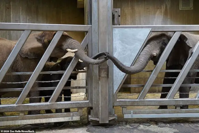 After Being Apart for 12 Years, an Elephant Touches Trunks with Her Daughter and Granddaughters