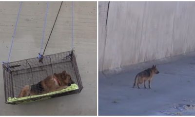 After Being Dropped in River, Dog Sheds Tears When Gently Touched by Rescuer