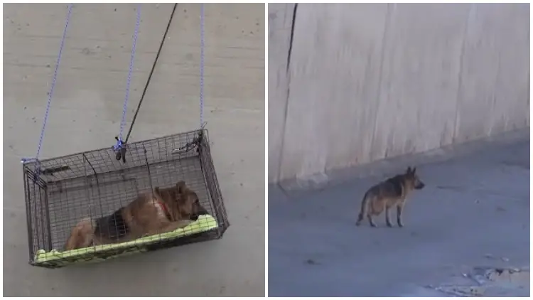 After Being Dropped in River, Dog Sheds Tears When Gently Touched by Rescuer