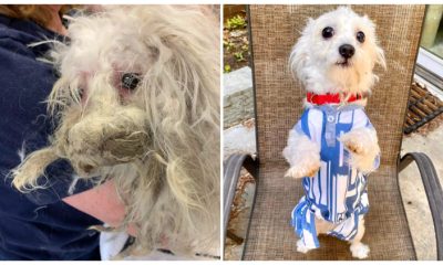 After Being Groomed, an Abandoned Dog with a Shaggy Appearance Resembling a Mop Reveals Its Adorable Face