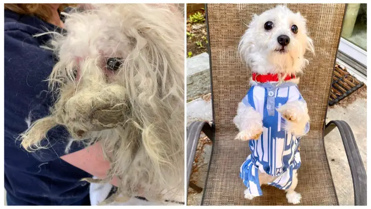 After Being Groomed, an Abandoned Dog with a Shaggy Appearance Resembling a Mop Reveals Its Adorable Face