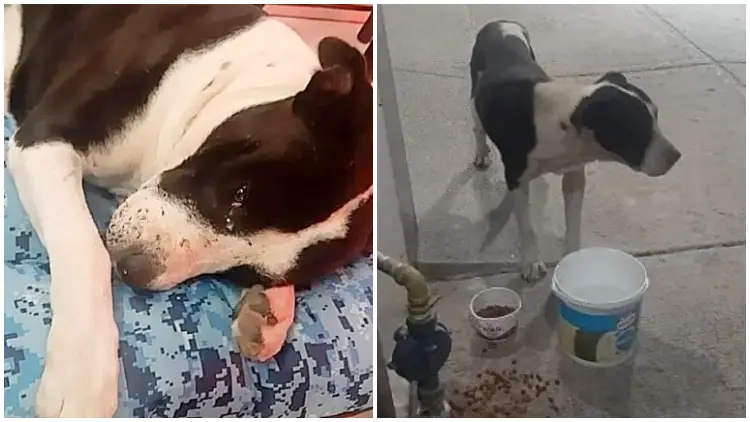 After Being Rescued and Provided with Fluffy Mattress, Street Fighter Dog Broke Down in Tears