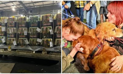 After Being Rescued from China Dog Meat Trade, 31 Dogs Have Finally Arrived Safely in The USA