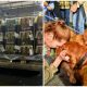 After Being Rescued from China Dog Meat Trade, 31 Dogs Have Finally Arrived Safely in The USA