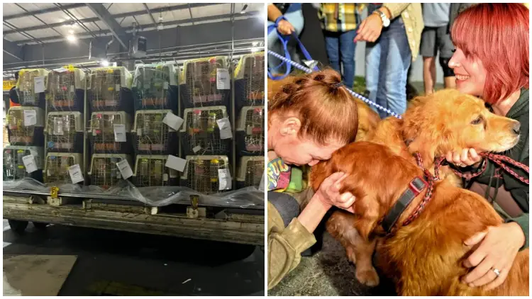 After Being Rescued from China Dog Meat Trade, 31 Dogs Have Finally Arrived Safely in The USA