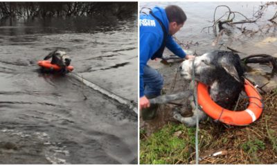 After Being Rescued from Floodwaters, Donkey Flashes Wide Grin from Ear to Ear