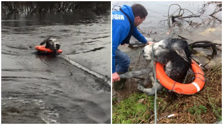 After Being Rescued from Floodwaters, Donkey Flashes Wide Grin from Ear to Ear
