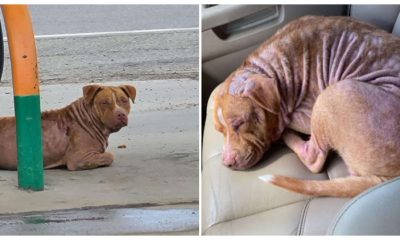 After Being Rescued, the Stray Pit Bull Quickly Fell Asleep and Began Snoring in the Car