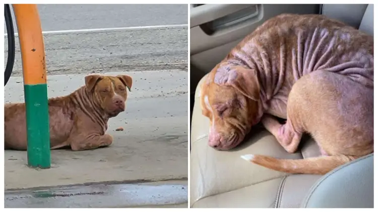 After Being Rescued, the Stray Pit Bull Quickly Fell Asleep and Began Snoring in the Car