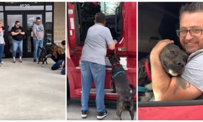 After Spending 372 Days at a Shelter, Dog's Excitement Was Palpable as He Eagerly Hopped into a Truck with His New Owner