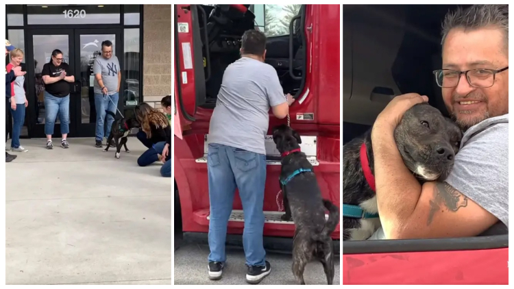 After Spending 372 Days at a Shelter, Dog's Excitement Was Palpable as He Eagerly Hopped into a Truck with His New Owner