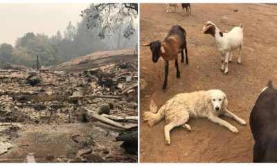 After being forced to leave his dog and goats behind during a wildfire, a farmer returned to find a miracle had occurred