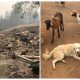 After being forced to leave his dog and goats behind during a wildfire, a farmer returned to find a miracle had occurred